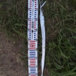 夏はトップチニング！