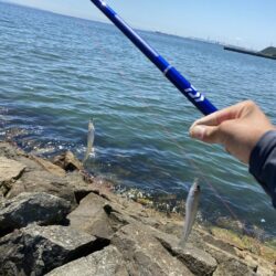 久々の釣り場でシロギスポロリ