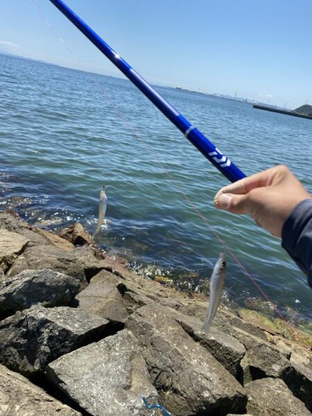 久々の釣り場でシロギスポロリ