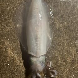 ヒイカ釣りなんだけど