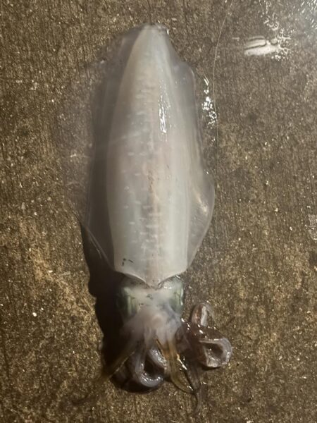 ヒイカ釣りなんだけど