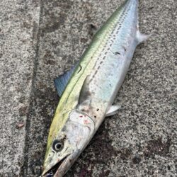 ヤナギ