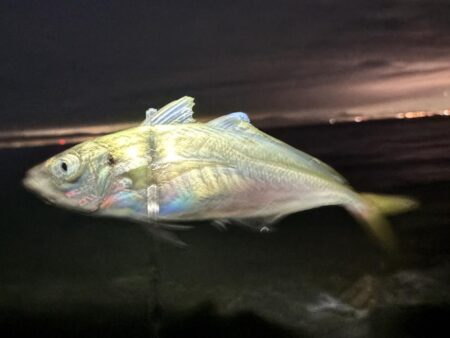 静中一閃