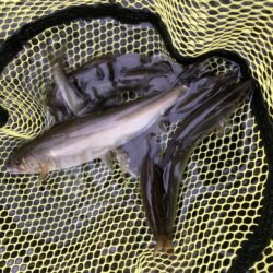 県北アユイング短時間釣行(2)