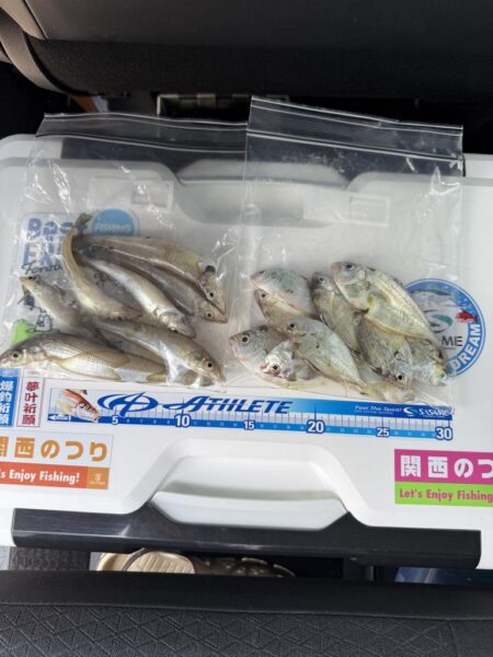 シロギス釣り