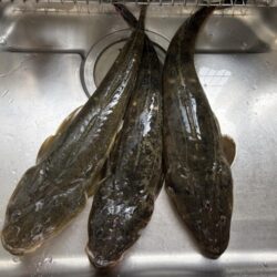 マゴチリベンジ成功！