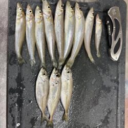 福井キス釣査