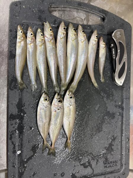 福井キス釣査