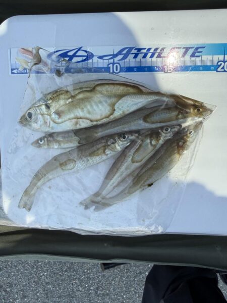 シロギス釣り