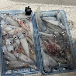 賀露沖爆釣情報に乗れず・・・