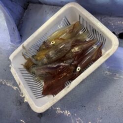 シロイカ釣り｜久幸丸の深夜便で竿頭ゲット