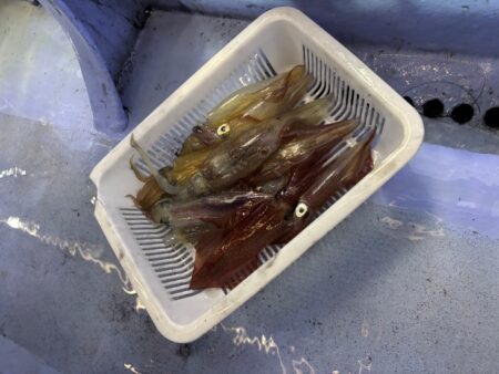 シロイカ釣り｜久幸丸の深夜便で竿頭ゲット