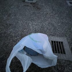 清掃活動：台風明け　サビキ御三家大量発生中…