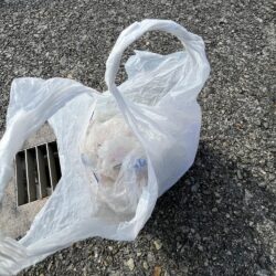 清掃活動：アジ渋い　イワシ発生中