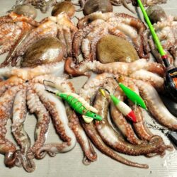タコ釣り！