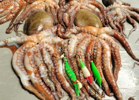 タコ釣り！
