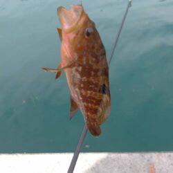 釣姫漁港で小物五目釣り