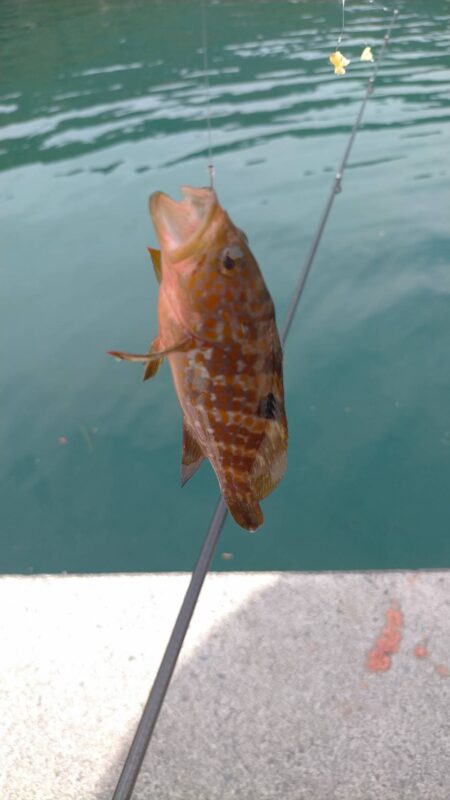 釣姫漁港で小物五目釣り