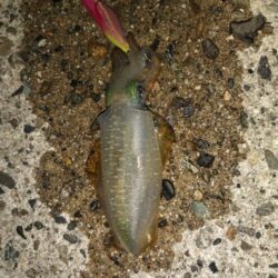 新子探し