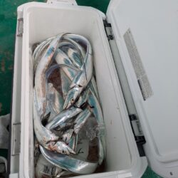 2年ぶりのタチウオテンヤ