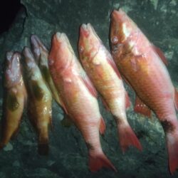夜釣り大物狙いでしたが。