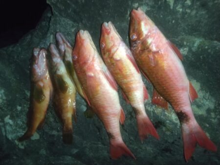 夜釣り大物狙いでしたが。