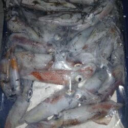 夏の風物詩、離島ケンサキ!!