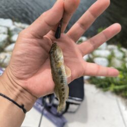 エビからハゼに