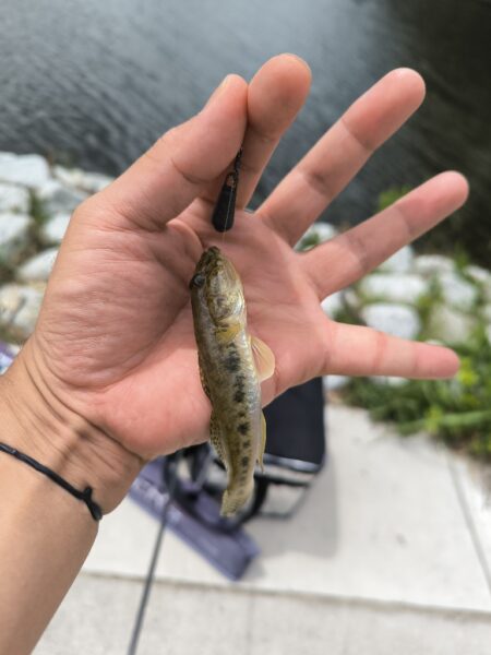 エビからハゼに
