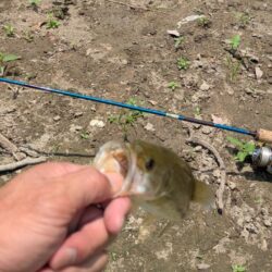 雨に恵まれず釣果半減？