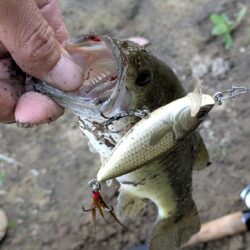 夜明けと同時に釣り開始