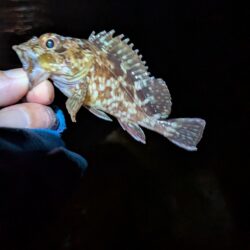 飽きもせず