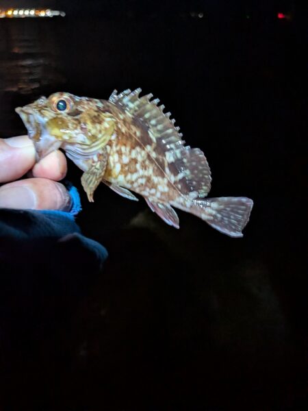 飽きもせず