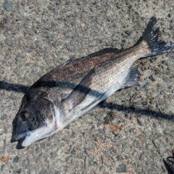 フカセ釣り
