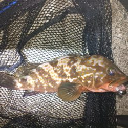 ひさびさアコウ狙い