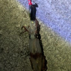 瀬戸内ケンサキ