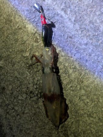 瀬戸内ケンサキ