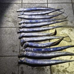 タチウオ釣行