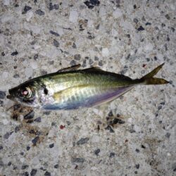 暑くてもアジ