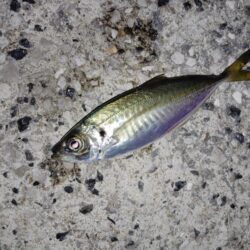 風強すぎ