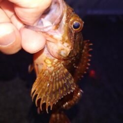 電気ウキ釣り 17