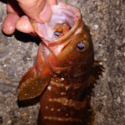 電気ウキ釣り 18