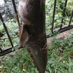 ナマズのトップウォーター