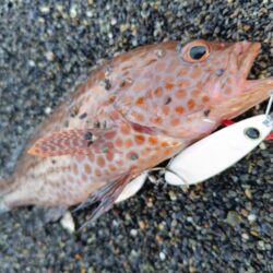 狙いはソウダガツオでしたが…