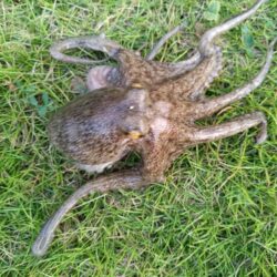 カマス不在につき…
