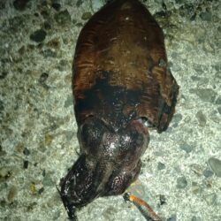ケンサキ