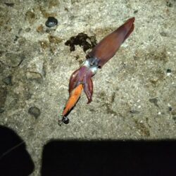 ケンサキ