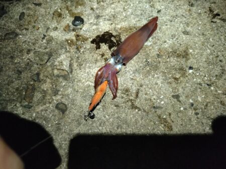 ケンサキ