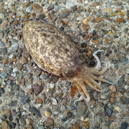 モンゴウイカ