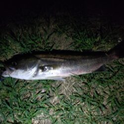 2日連続釣行